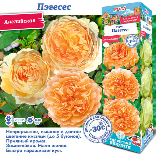 Роза Пэгесес (Английская) 1шт