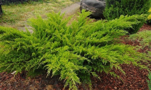 Можжевельник средний Минт Джулеп С3