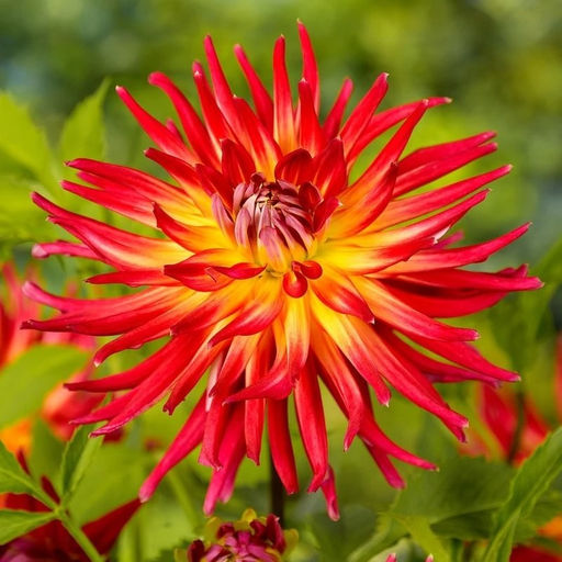 ГЕОРГИНА Бора Бора Разбор I Кол-во упак., шт 1