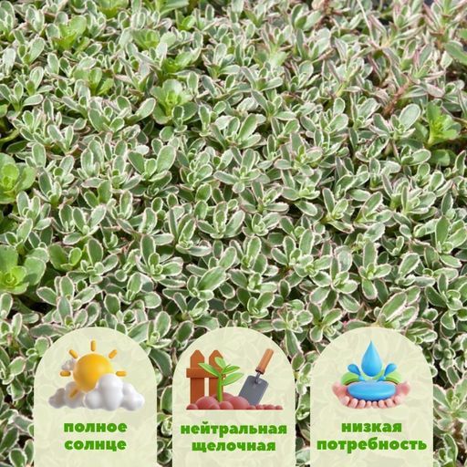 Очиток ложный Триколор