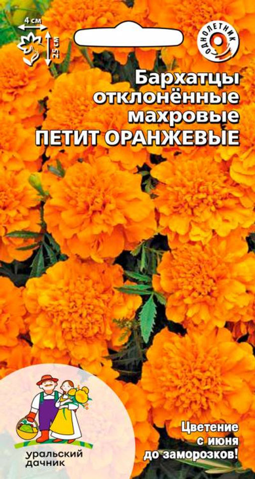 Бархатцы ПЕТИТ ОРАНЖЕВЫЕ