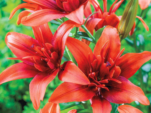 Лилия Ред Твин - Долина роз фото 3