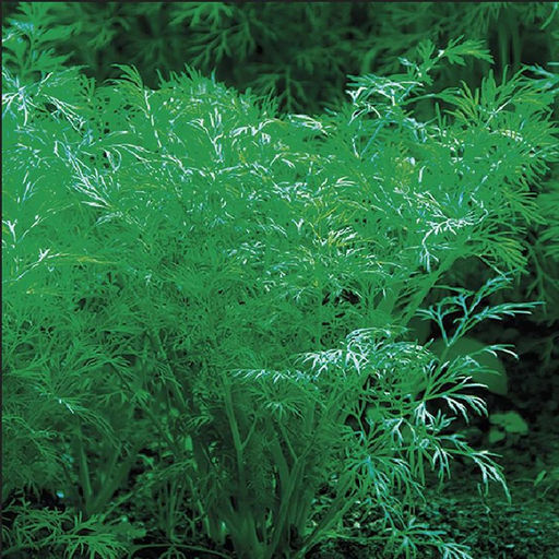 5119D Укроп Гладиатор 2гр