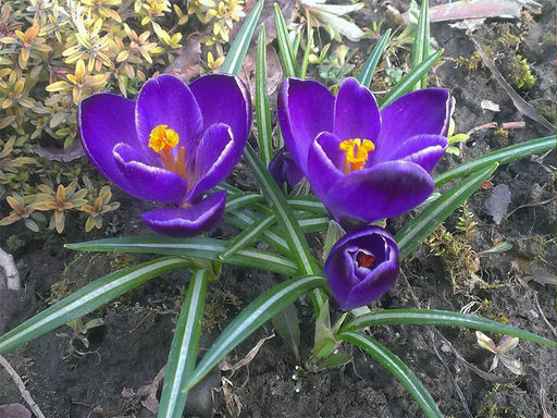 Крокус Flower Record (Флавер Рэкорд) 5 шт - Долина роз фото 3