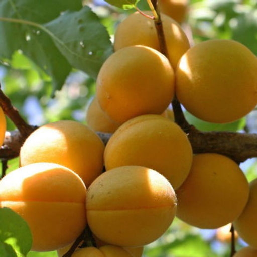 Абрикос Лель - 7цветов фото 2