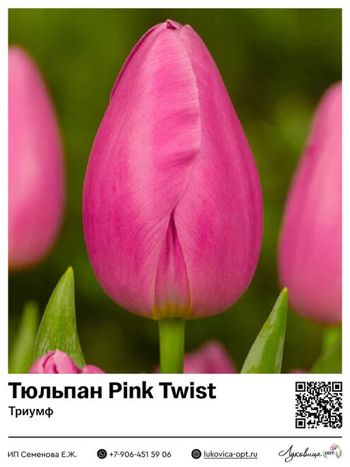 Тюльпан Pink Twist (Триумф)