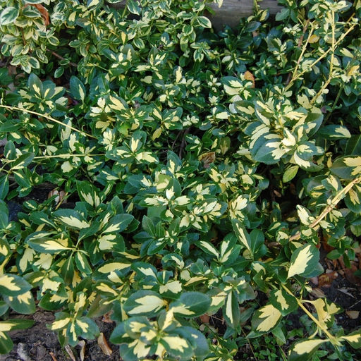 Бересклет Форчуна Санспот - Долина роз фото 2