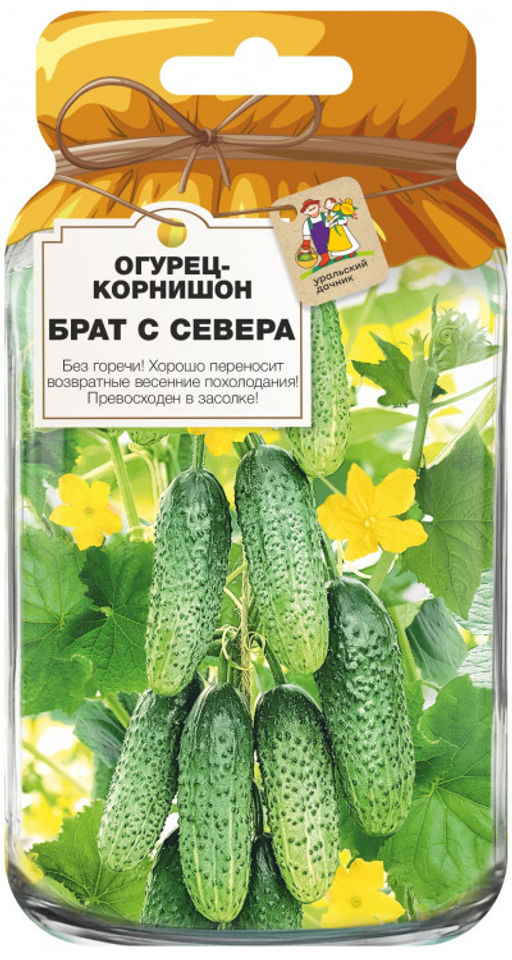 Огурец БРАТ С СЕВЕРА Хорошо переносит возвратные июньские заморозки! Превосходен в засолке! - Уральский дачник фото 3