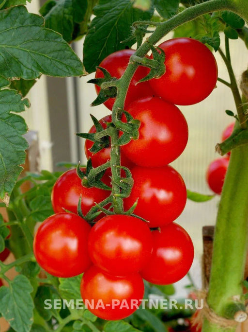 Томат Черрибомба - Партнер фото 3