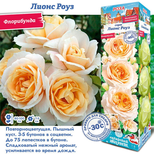 Роза Лионс Роуз (Флорибунда) 1шт