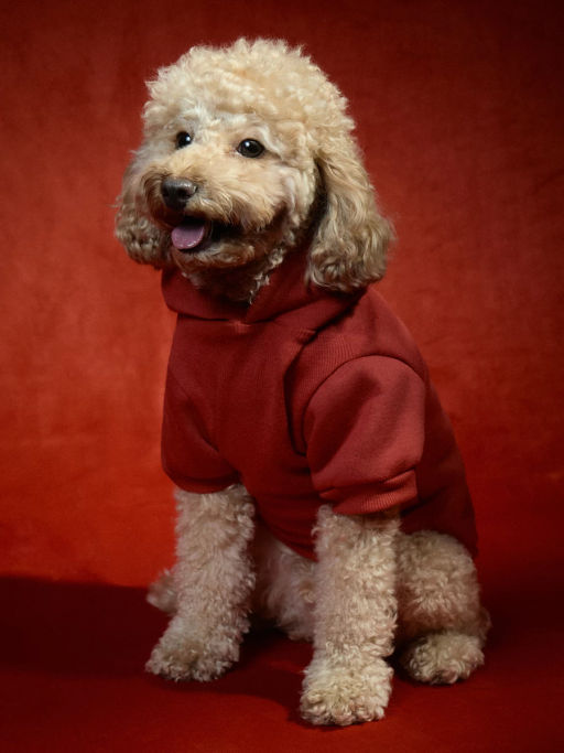 Худи для питомца с принтом / Zarina