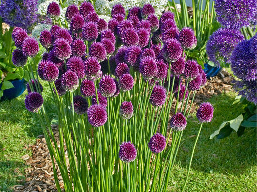 Allium Sphaerocephalon (Лук декоративный Круглоголовый) 5шт - Долина роз фото 4
