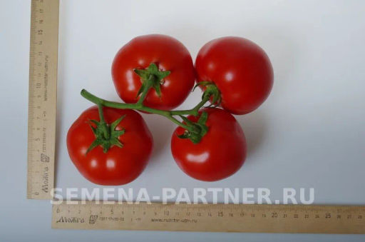 Томат Фрося F1 - Партнер фото 3