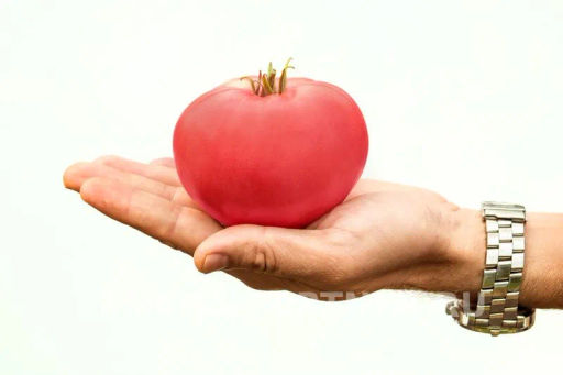 Томат Скворец - Партнер фото 3