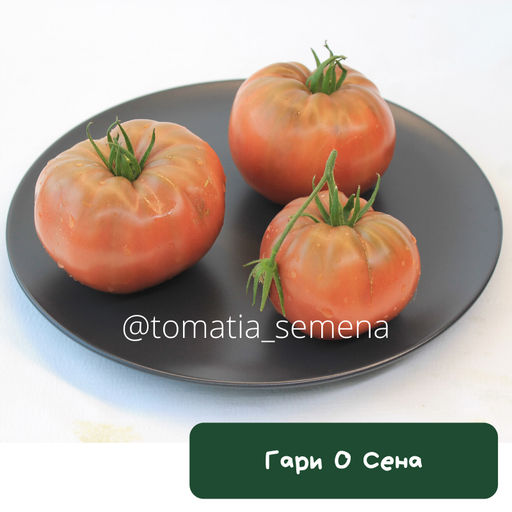 Гари О Сена - Tomatia фото 2