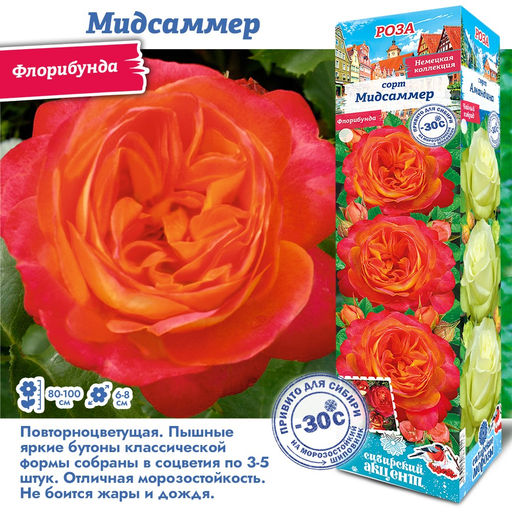 Роза Мидсаммер (Флорибунда) 1шт