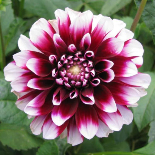 ГЕОРГИНА Эдинбург Разбор I Кол-во упак., шт 1