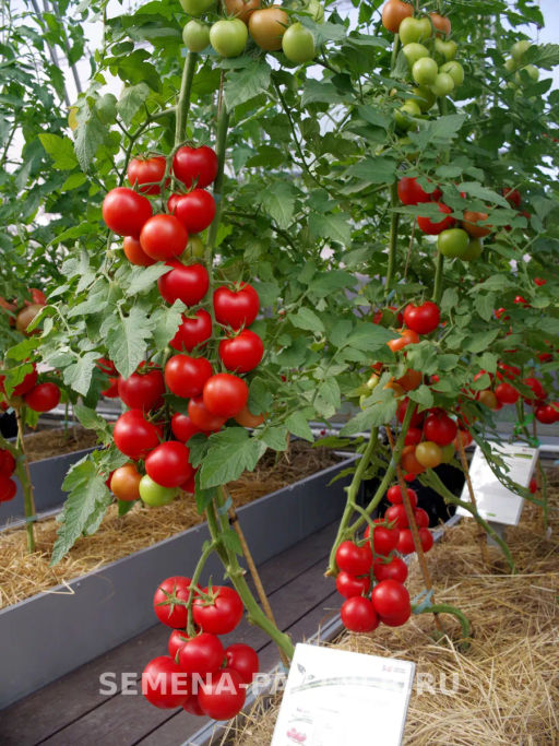 Томат Ахмар - Партнер фото 5