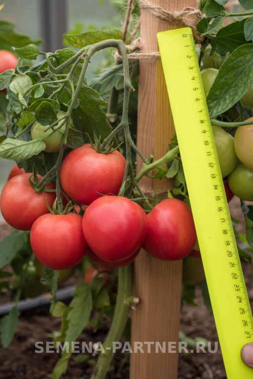 Томат Лимеренс - Партнер фото 6