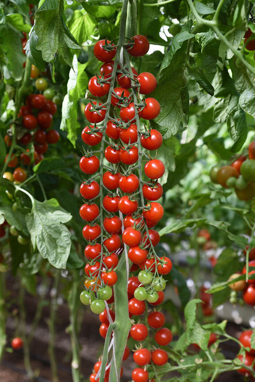 Томат Терек F1 (А) (ЦВ) 12 шт. - Поиск фото 2