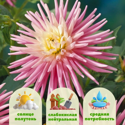 Георгина Парк Принцес бордюрная - Долина роз фото 2