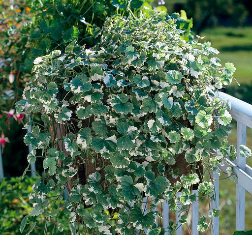 Будра плющелистная варигатная - 1000корней фото 2