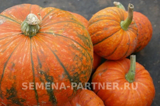 Тыква Конфетка - Партнер фото 7