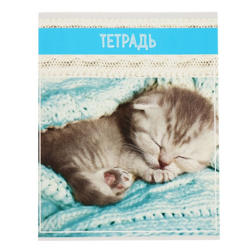 Комплект тетрадей из 5 штук (4 разные + 1 повторяющаяся), 36 листов в клетку Calligrata "Кошки", обложка мелованная бумага, блок №2, белизна 75% (серые листы)