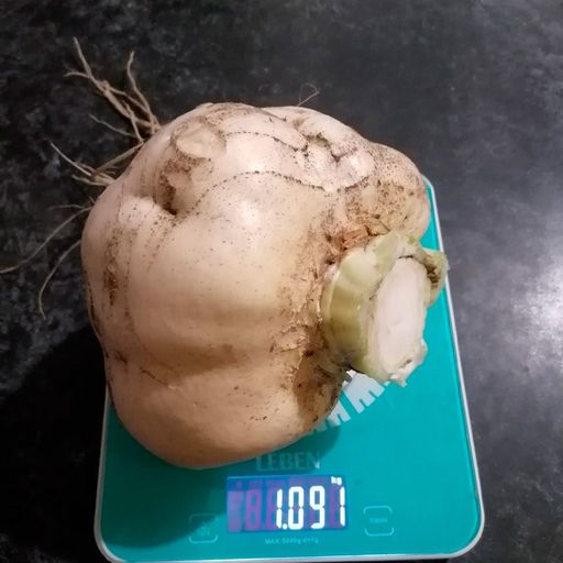 Репа РУССКИЙ ДЕЛИКАТЕС  Выдающиеся вкусовые качества! - Уральский дачник фото 4