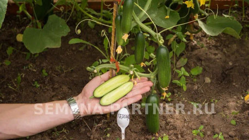 Огурец партенокарпический Герольд - Партнер фото 5