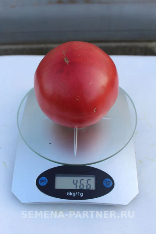 Томат Ладья - Партнер фото 6