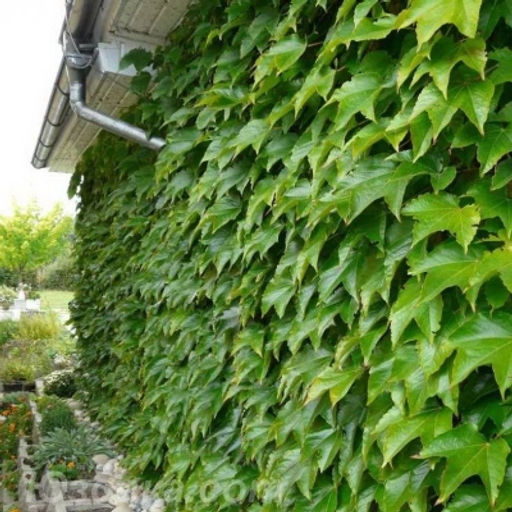 Виноград девичий 3 года ЗКС тара 2л высота 30-80см. - Наша дача фото 4