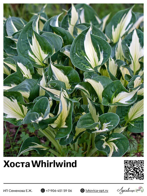 Хоста Whirlwind