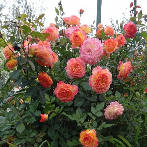 R123 ГАРТЕНШПАСС