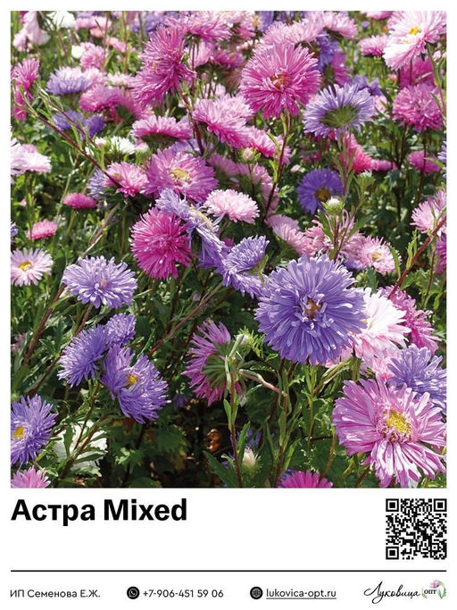 Астра Mixed