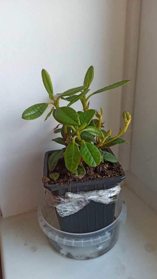 Рододендрон Скарлет Вондер