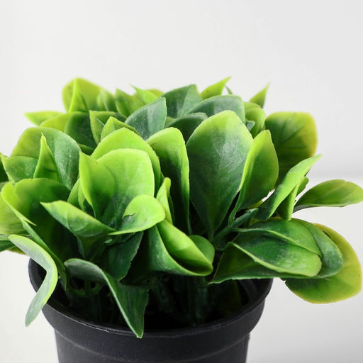 Искусственный цветок в горшке Хавортия ладьевидная, 7?10 см