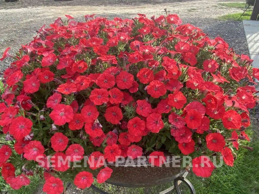 Петуния МиМи Стефания каскадная лососева-красная - Партнер фото 2