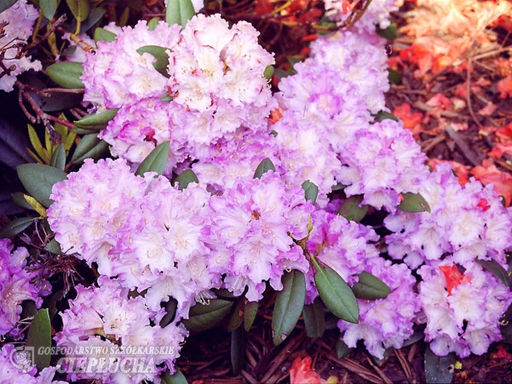 Рододендрон Caroline Allbrook (Каролина Альбрук) - Долина роз фото 2