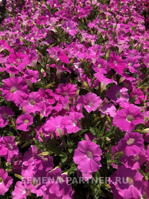 Петуния МиМи Николь каскадная византийский розовый - Партнер фото 4