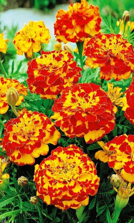 Бархатцы БОЛЕРО Тип отклонённые махровые! Эффектно яркие, компактные!