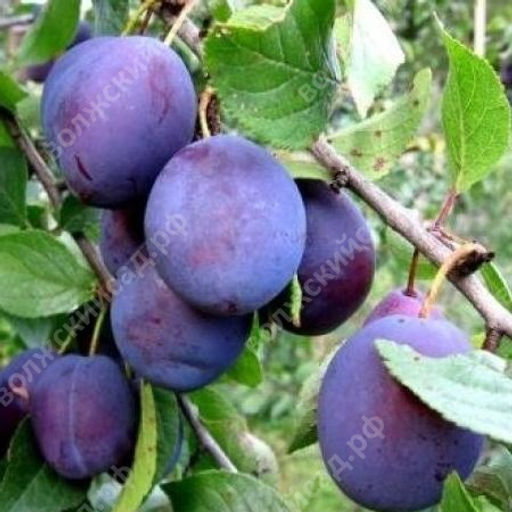 Слива Дашенька