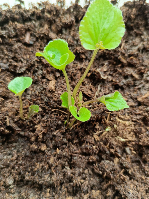 Фиалка мотыльковая белая