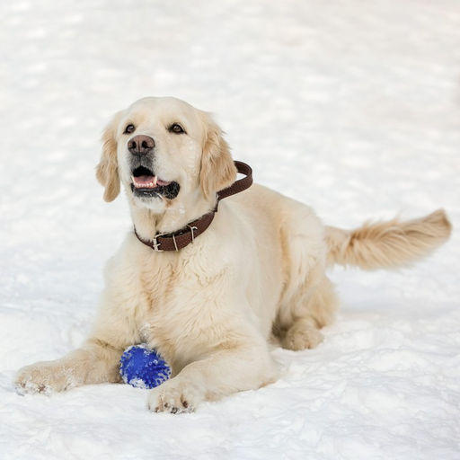 Ошейник кожаный тройной, с ручкой, 57 х 2.5 см, ОШ 35-45 см, коричневый - Пижон фото 9