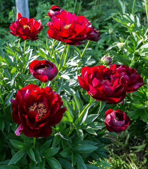 Пион Buckeye Belle - Голландские луковицы фото 2