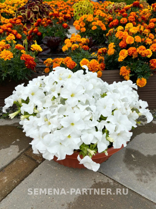 Петуния Пейзажная Лав Ми Лотус Куин крупноцветковая - Партнер фото 2