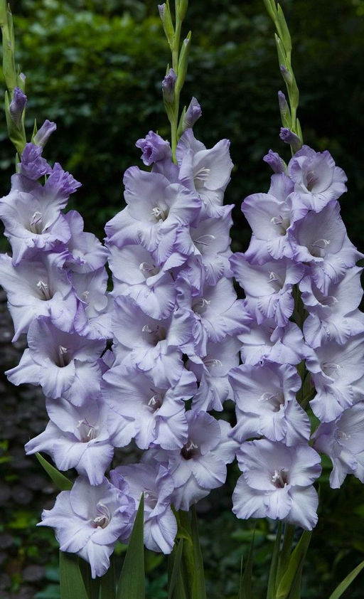 ГЛАДИОЛУС Свит Блю Разбор 10/12 Кол-во упак., шт 8