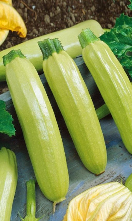 Кабачок ДЕНИС