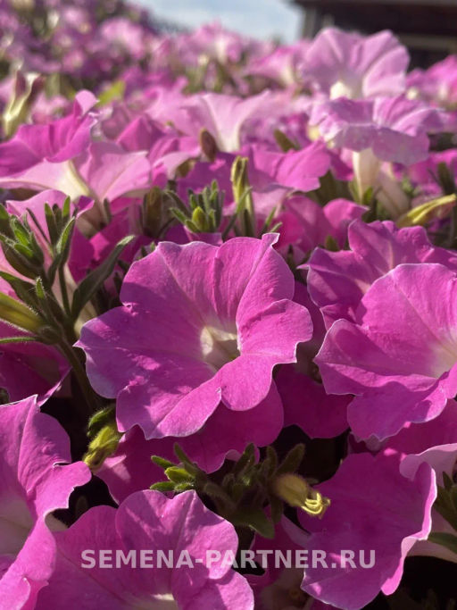 Петуния Лагуна Альбертина каскадная нежно-розовая - Партнер фото 5