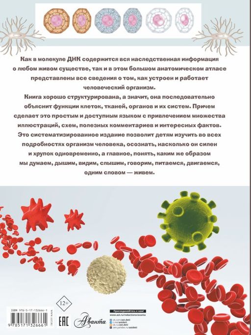 Анатомия - Аст фото 2